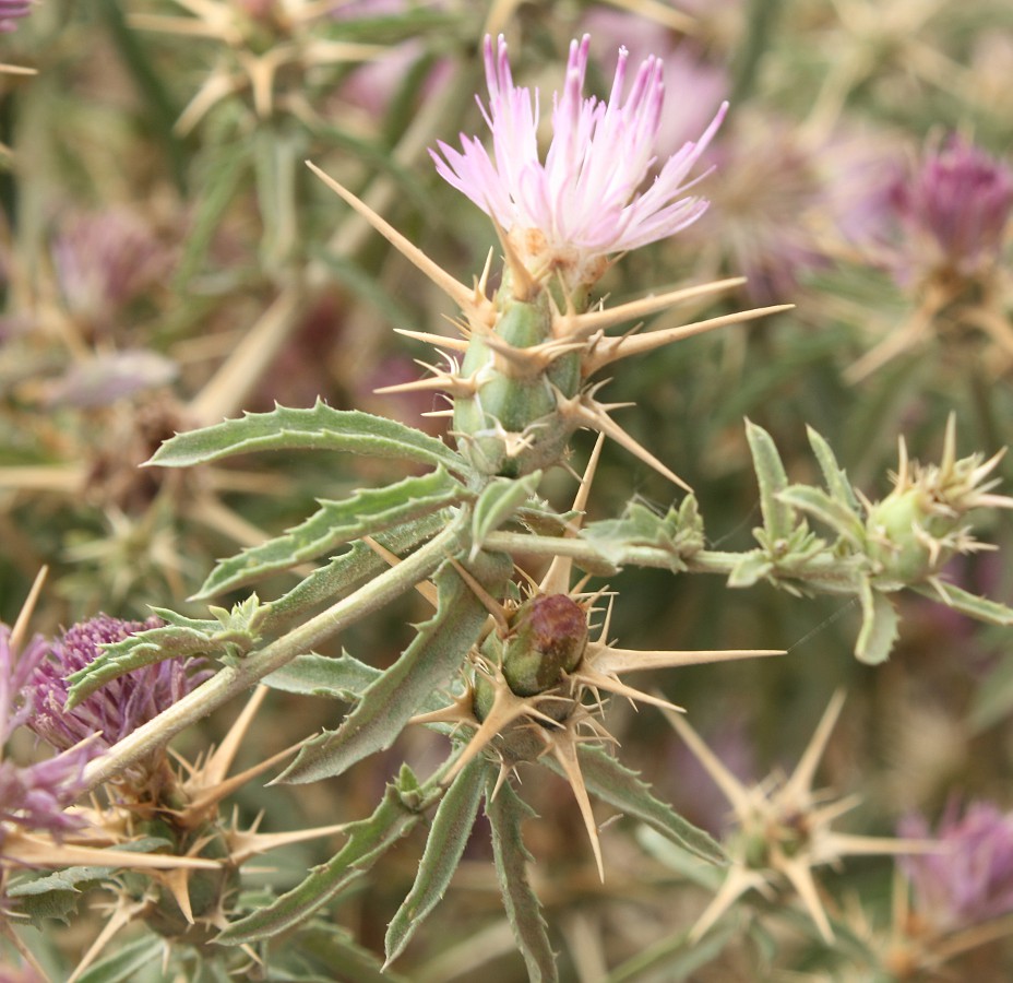 Изображение особи Centaurea calcitrapa.