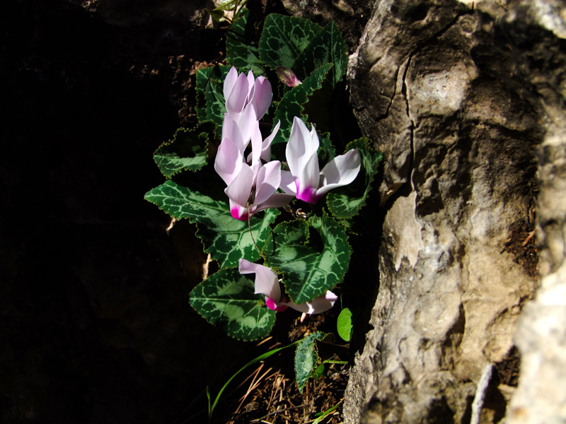 Image of Cyclamen persicum specimen.