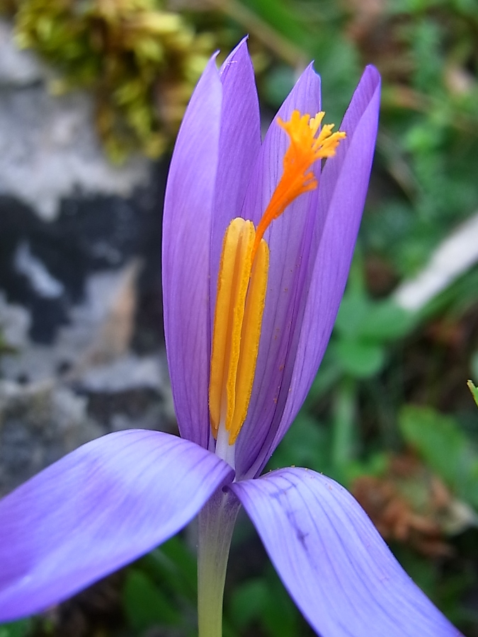 Изображение особи Crocus nudiflorus.