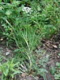 Kitagawia baicalensis. Цветущее растение. Бурятия, Тункинские Гольцы, окр. с. Аршан. 20.07.2011.