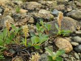 Salix arctica