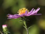 Symphyotrichum × versicolor. Верхушка побега с соцветием. Санкт-Петербург, г. Ломоносов, в культуре. 02.10.2011.