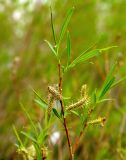 Salix caspica. Веточка с мужскими соцветиями. Казахстан, Актюбинская обл., Иргизский р-н, барханы южнее р. Иргиз. 25.04.2011.