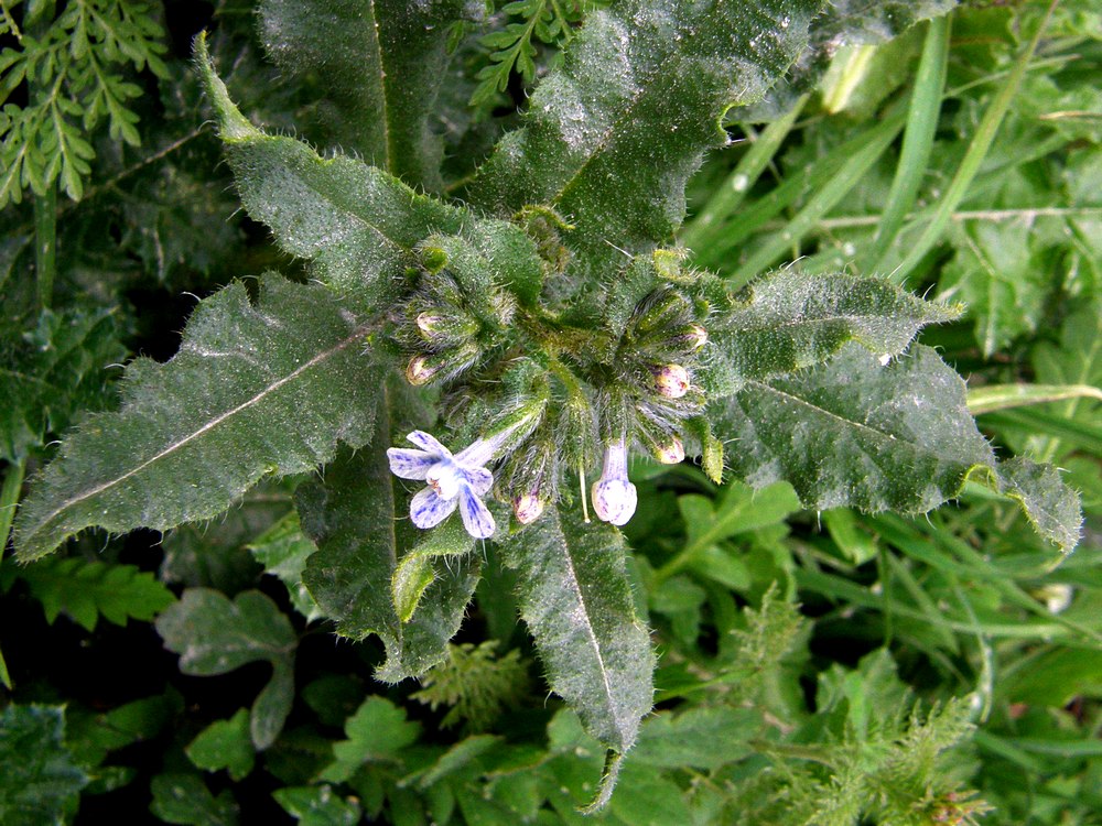 Изображение особи Anchusa stylosa.