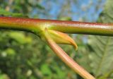 Salix caprea