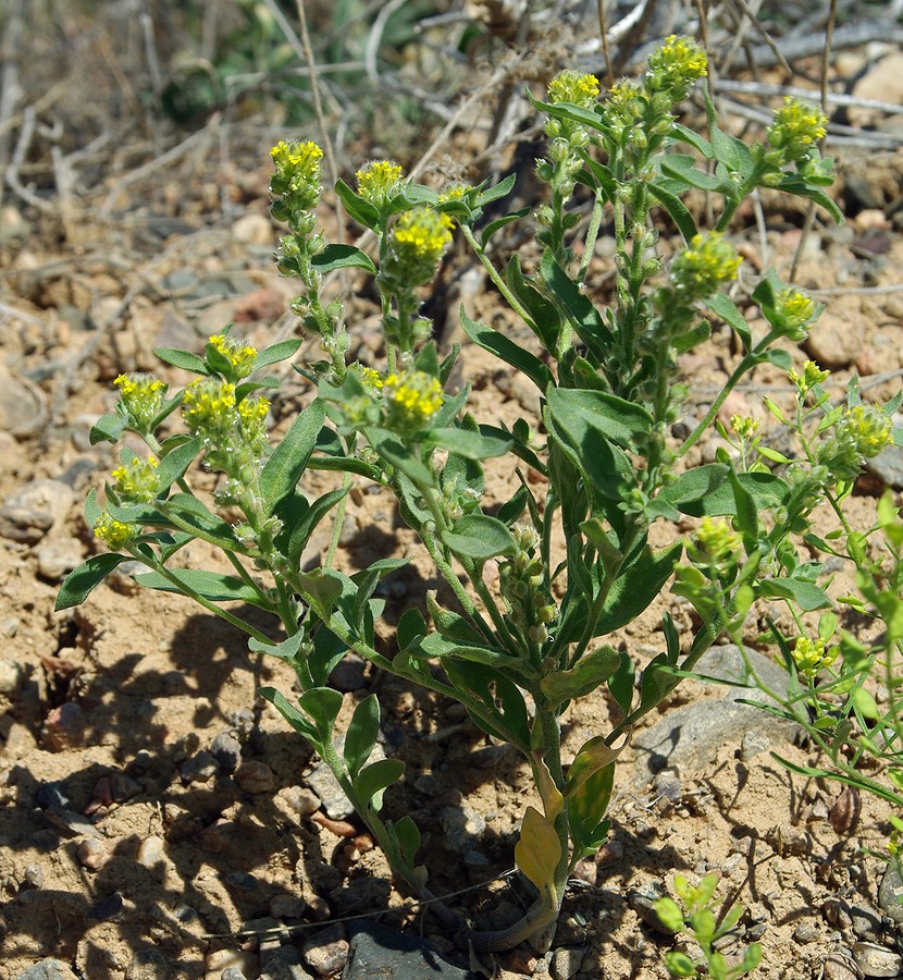 Изображение особи Alyssum dasycarpum.