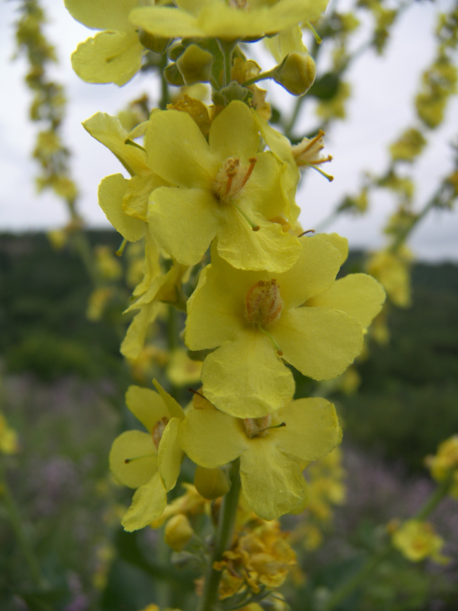 Изображение особи Verbascum lychnitis.