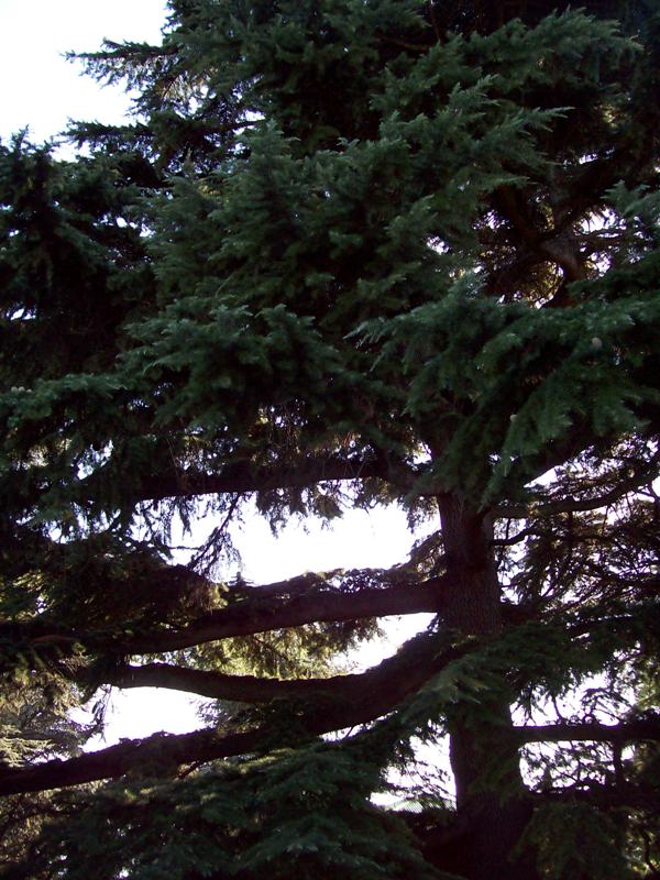 Image of Cedrus deodara specimen.