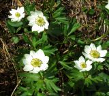 Anemonastrum sibiricum. Цветущее растение. Забайкалье, Читинская обл., Каларский р-н, хр. Кодар, р. Средний Сакукан. Конец июля - начало августа.
