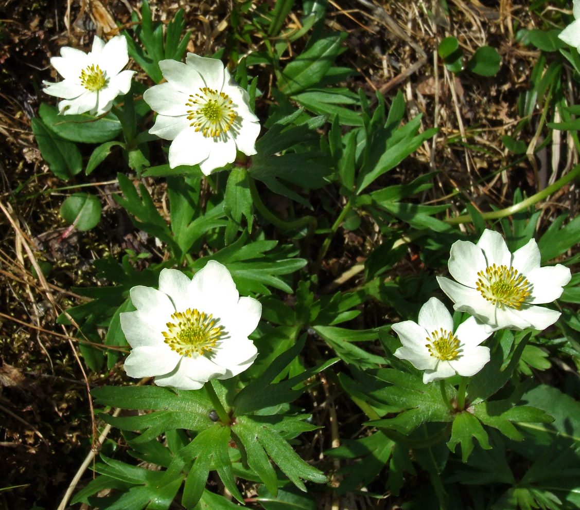 Image of Anemonastrum sibiricum specimen.