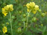 Potentilla