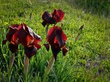 Iris atropurpurea