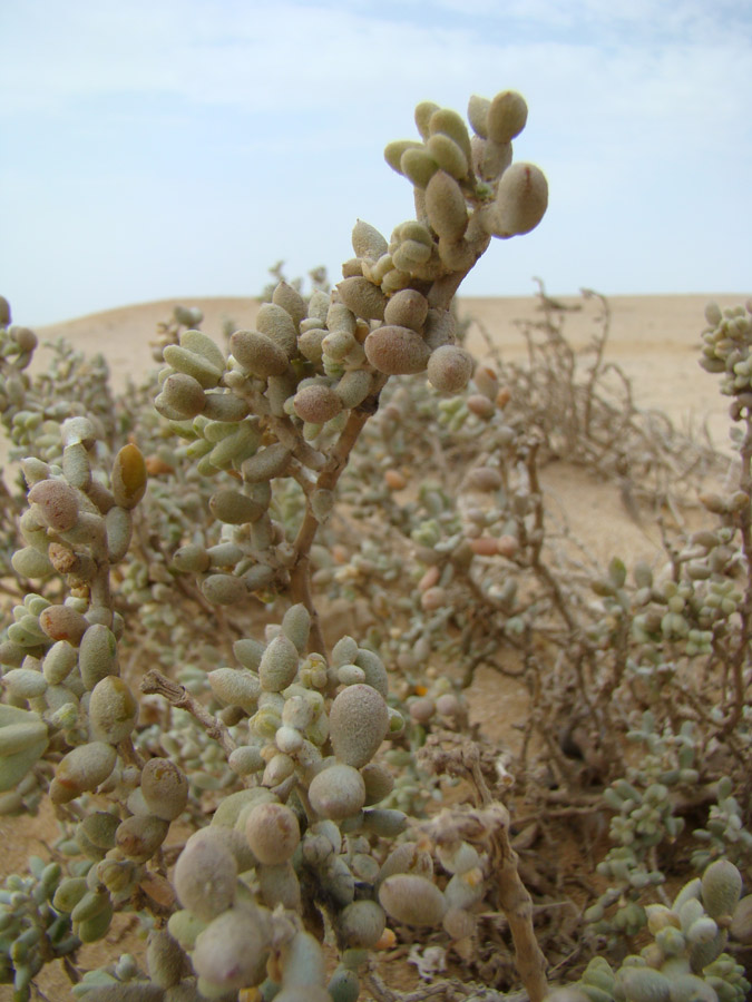 Изображение особи Tetraena alba.