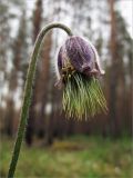 Image of taxon representative. Author is Мария Новикова