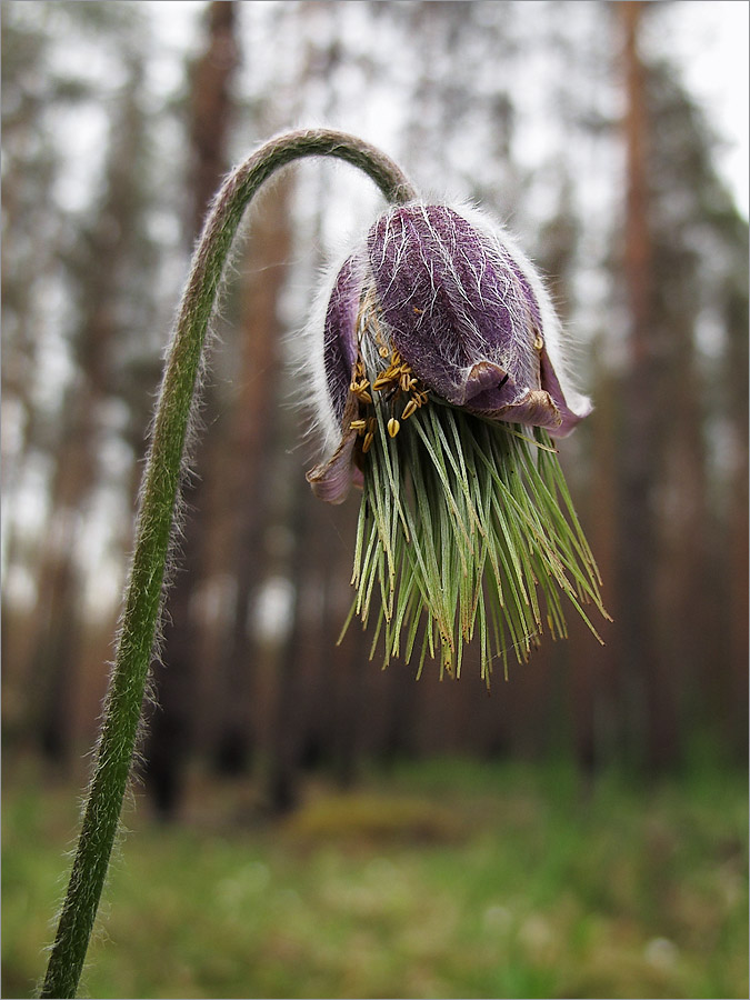 Image of Pulsatilla pratensis specimen.