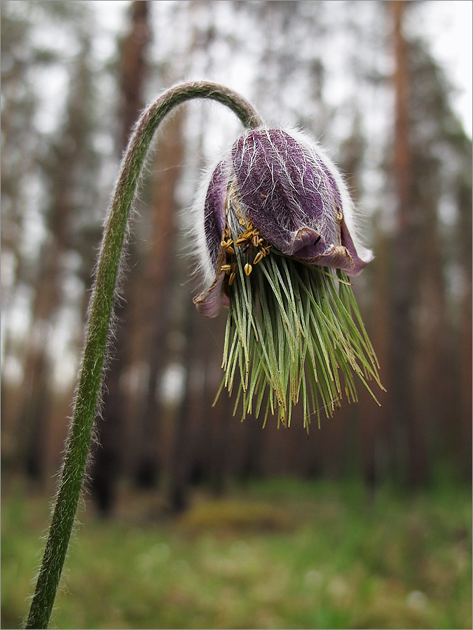 Изображение особи Pulsatilla pratensis.