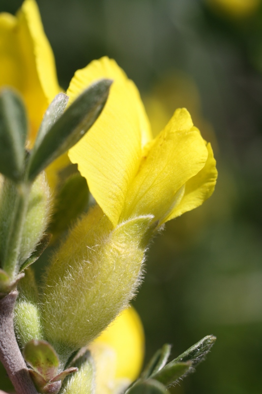 Изображение особи Chamaecytisus wulffii.