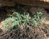 Scrophularia canescens. Вегетирующее растение в нише под скалой. Карагандинская обл., Жанааркинский р-н, горы Актау. 16 мая 2010 г.