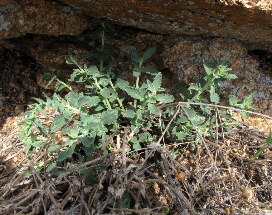 Image of Scrophularia canescens specimen.