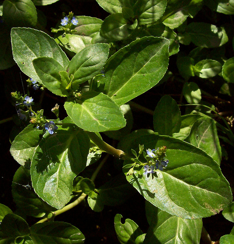 Image of Veronica beccabunga specimen.