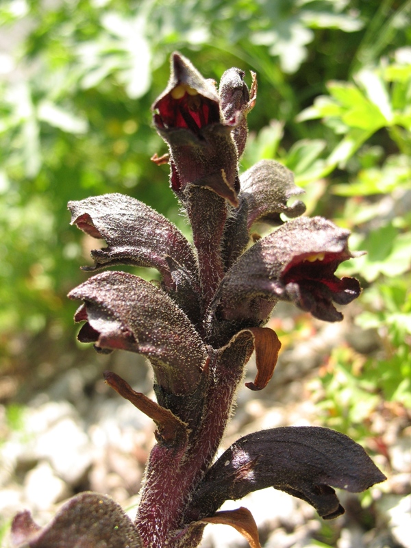 Изображение особи Orobanche gamosepala.