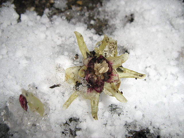 Изображение особи Chimonanthus praecox.