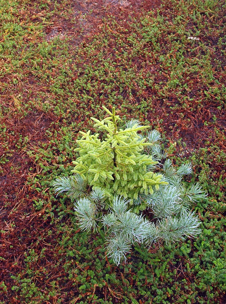 Image of Picea glehnii specimen.