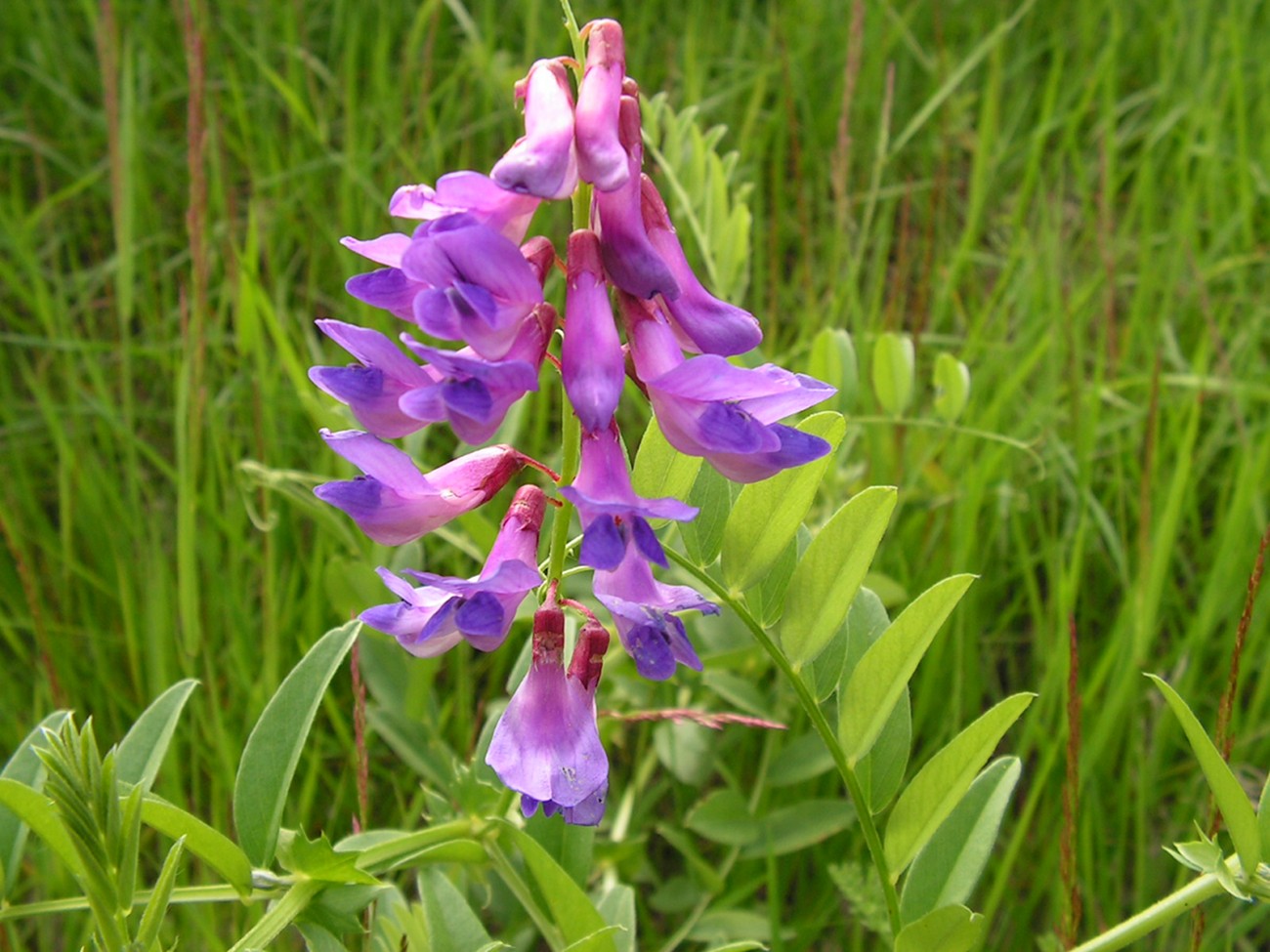 Image of Vicia amoena specimen.
