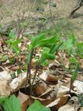 Polygonatum odoratum