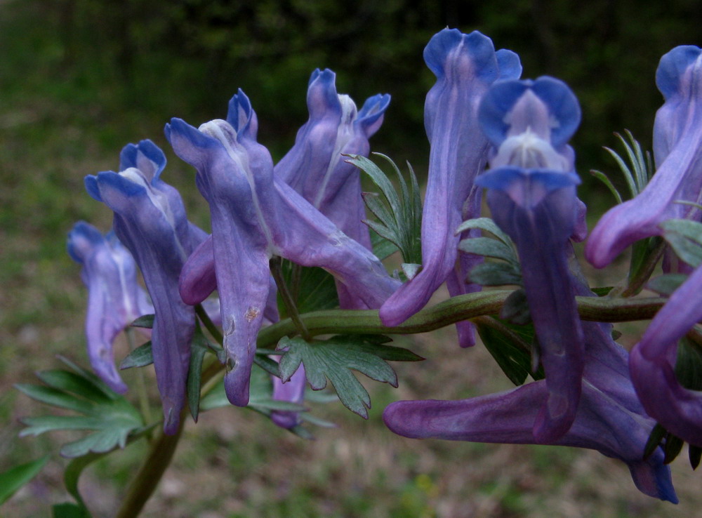 Image of Corydalis subjenisseensis specimen.