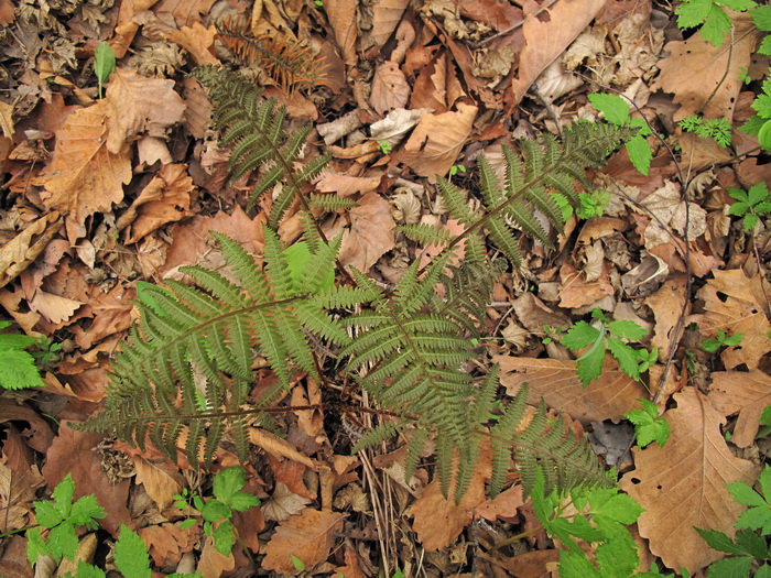 Image of Athyrium sinense specimen.