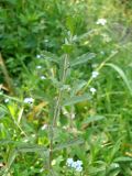 Teucrium scordium