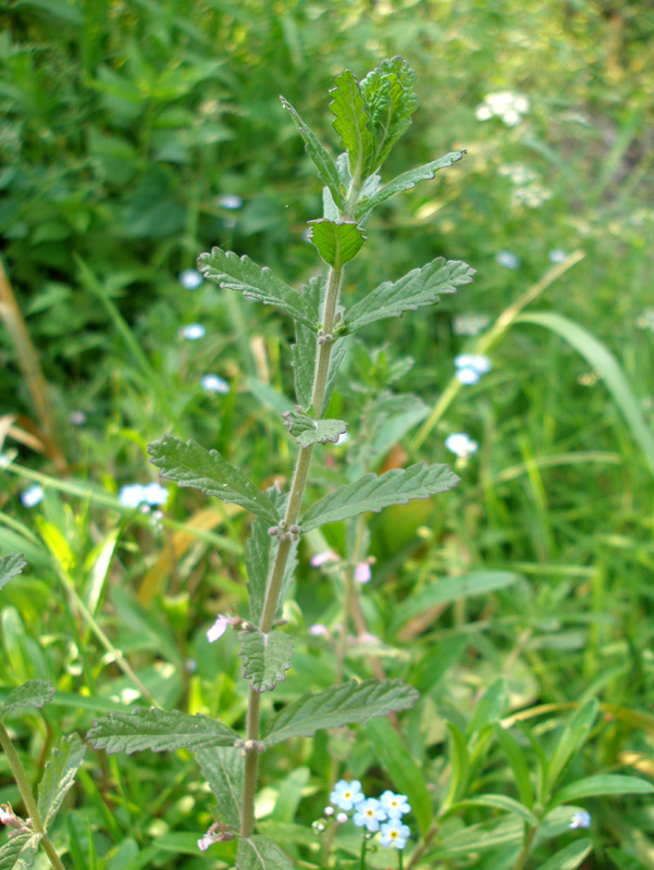 Изображение особи Teucrium scordium.