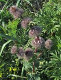 Phlomoides tuberosa