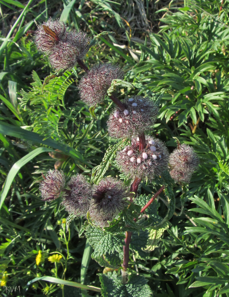 Image of Phlomoides tuberosa specimen.