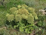 Heracleum asperum