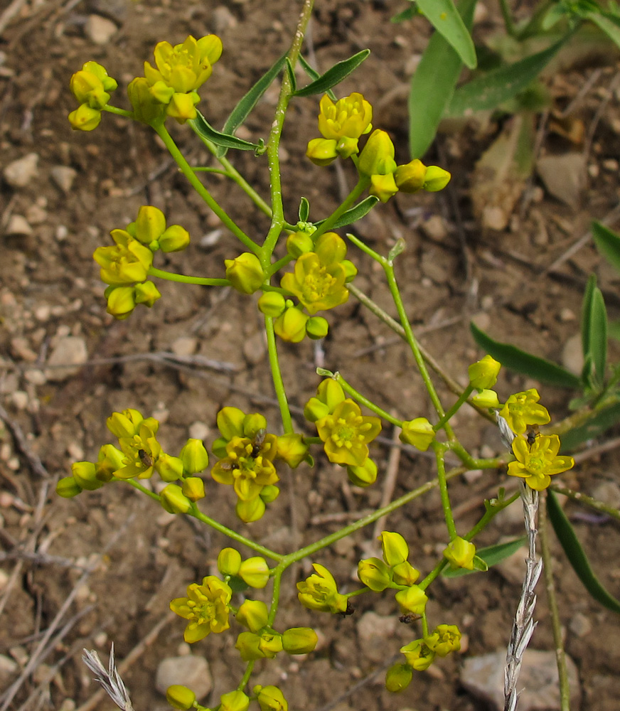 Image of Haplophyllum buxbaumii specimen.