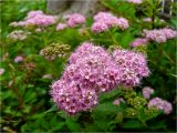 Spiraea japonica. Соцветие. Окр. г. Красноярска, приусадебная территория. 04.07.2012.