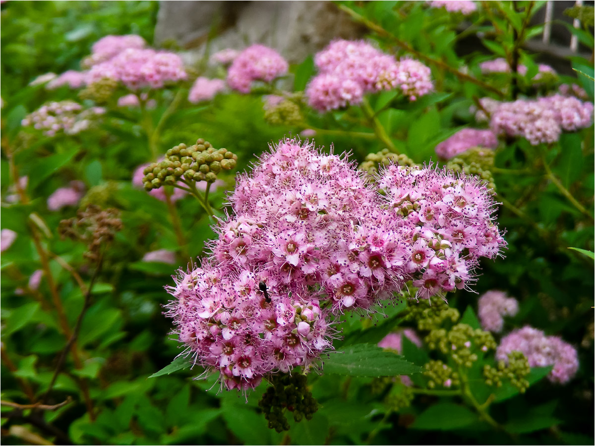 Изображение особи Spiraea japonica.