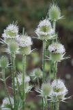 Dipsacus laciniatus. Соцветия. Адыгея, хр. Уна-Коз, луговой склон. 13.08.2008.