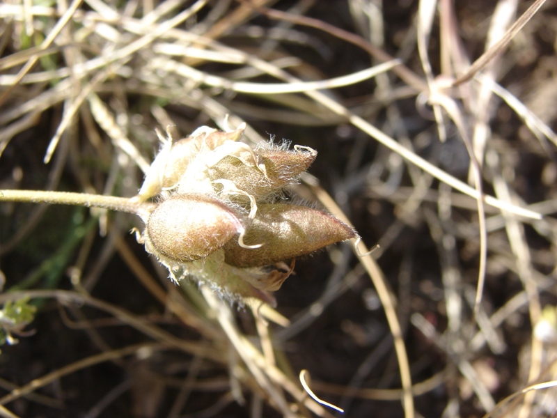 Image of Oxytropis oxyphylla specimen.