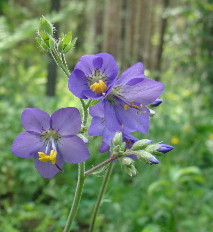 Image of Polemonium caeruleum specimen.