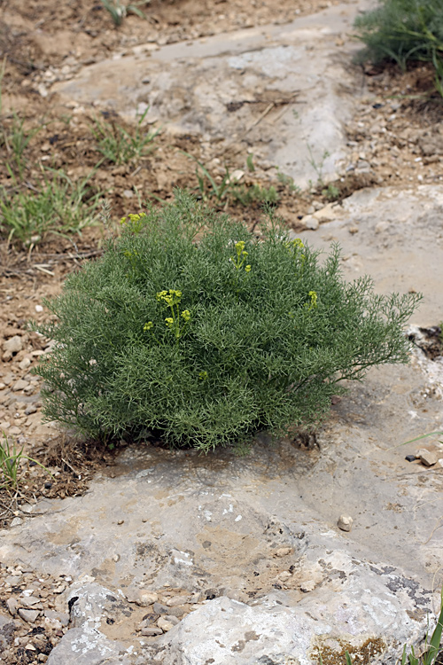 Изображение особи Prangos ornata.