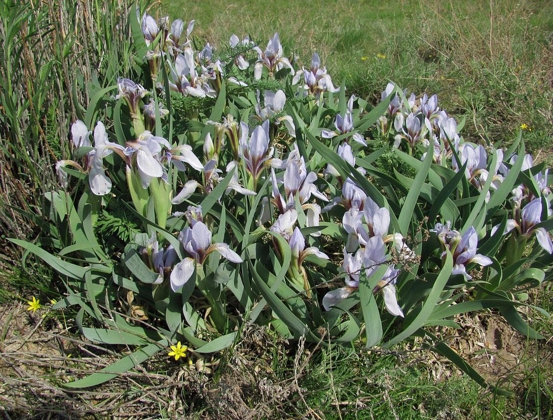 Изображение особи Iris glaucescens.