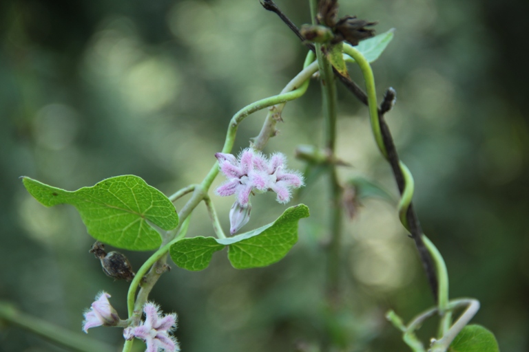 Изображение особи Metaplexis japonica.