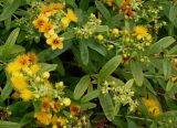 Hypericum lobocarpum. Побеги с цветками завязавшимися плодами. Германия, г. Krefeld, ботанический сад. 31.07.2012.