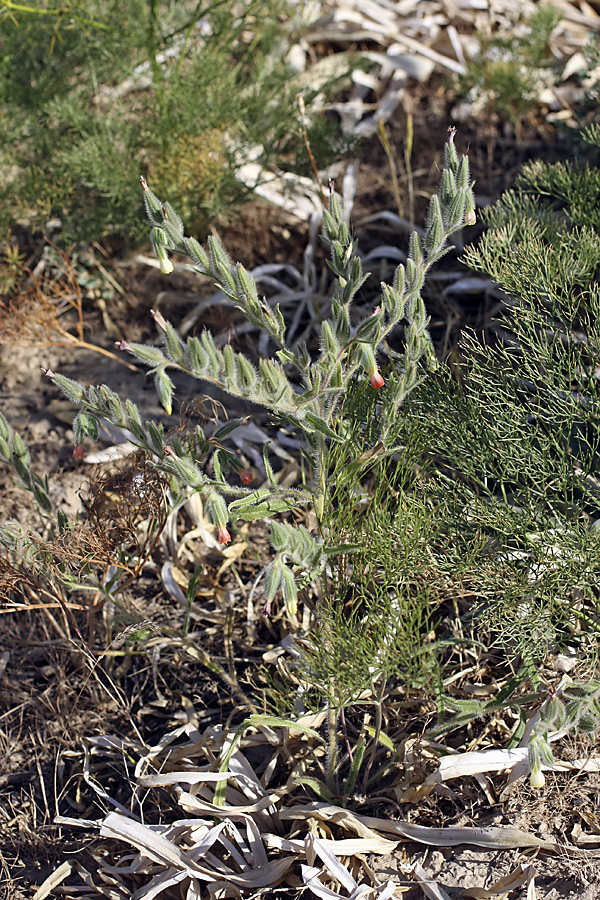 Изображение особи Onosma dichroantha.