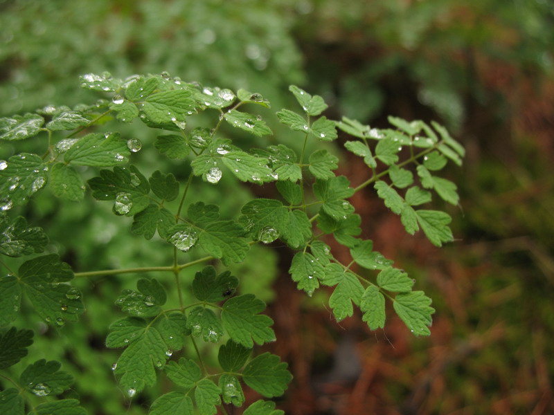 Image of Thalictrum foetidum specimen.