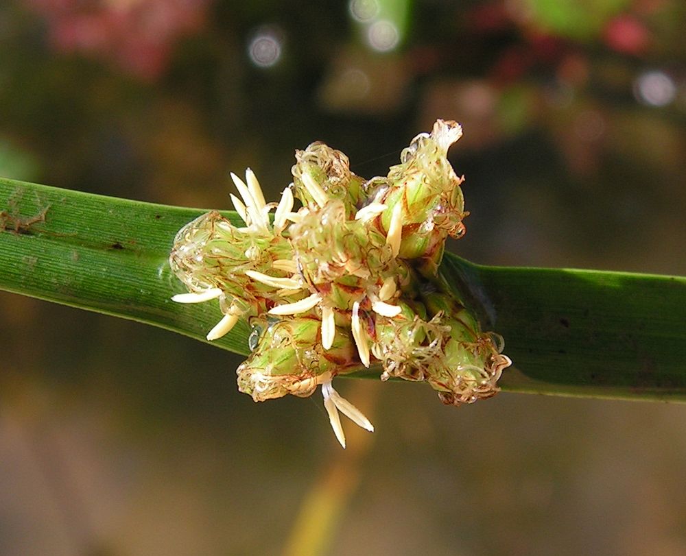 Image of Schoenoplectus triqueter specimen.