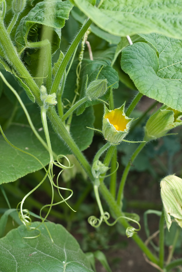 Image of Cucurbita maxima specimen.